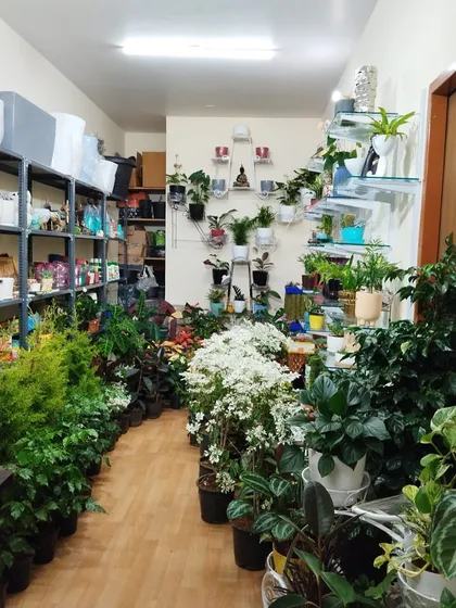 My store is a jungle of organized chaos. I have rows of lush green plants on the floor and wall-mounted shelves displaying smaller plants and decorative items.