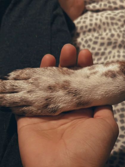 A simple, powerful image of a dog's paw resting in my hand. This gesture of trust and connection is at the heart of everything I do.