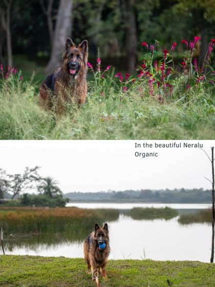 A collage showing Ruby in her element, surrounded by wildflowers and enjoying the beautiful scenery at Neralu Organic.