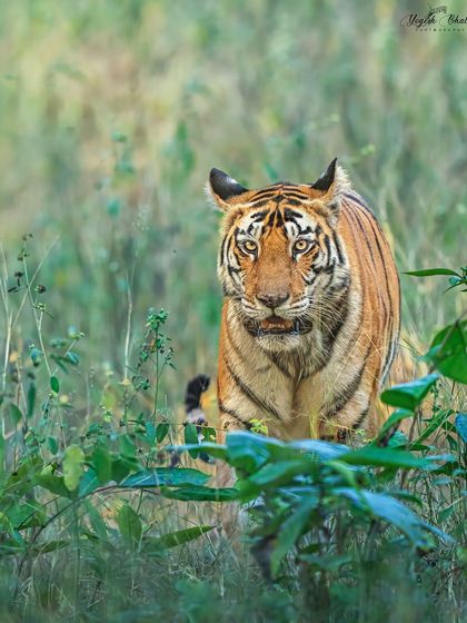 The eyes tell the story. This vertical portrait of a tiger uses intense eye contact and a shallow depth of field to create a powerful, immersive image.