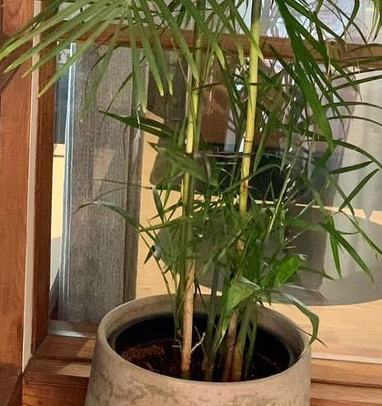 Rakshith Landscaping - Landscape Design & Installation Plant & Tree Supply photo 15