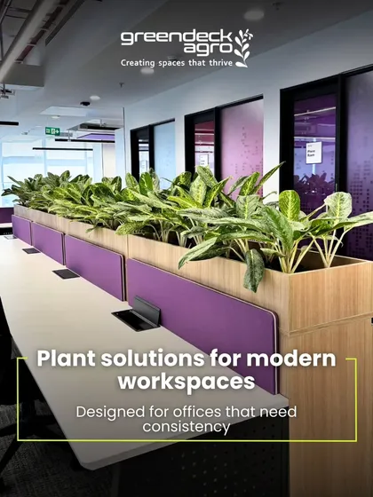We create plant solutions designed for modern workspaces. This installation of Aglaonema plants acts as a natural divider, adding a consistent line of green that helps reduce noise and create a more focused environment for the office.