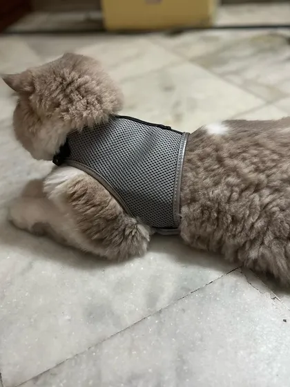 The fit of a harness is very important for a cat's safety and comfort. Part of my service is ensuring pets are properly equipped for their training, like Brutus is here.