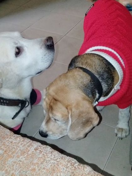 A quiet moment between a Labrador and a Beagle. It's not always about high-energy play; sometimes it's just about enjoying each other's company.