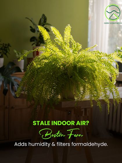 Is your indoor air feeling stale? The Boston Fern is an excellent natural solution. It acts as a natural humidifier and is highly effective at filtering formaldehyde and other common indoor pollutants.