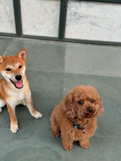 A Shiba Inu and a Poodle, two of our residents, posing patiently for a photo.