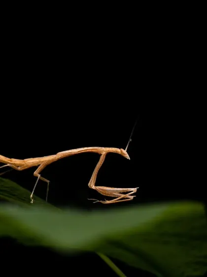 A rare find, the 'Toxomantis westwoodi' mantis, which was only the 10th recorded sighting in India. Moments like these show how much is still left to discover and why documenting biodiversity is so important.