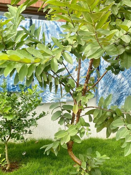 An indigo-dyed cloth drying in my garden. The contrast between the vibrant blue fabric and the green leaves of the guava tree is just stunning.