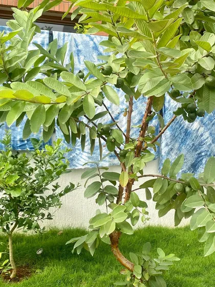 My garden provides the perfect backdrop for drying freshly dyed fabrics. The vibrant blue of the indigo stands out beautifully against the green leaves.