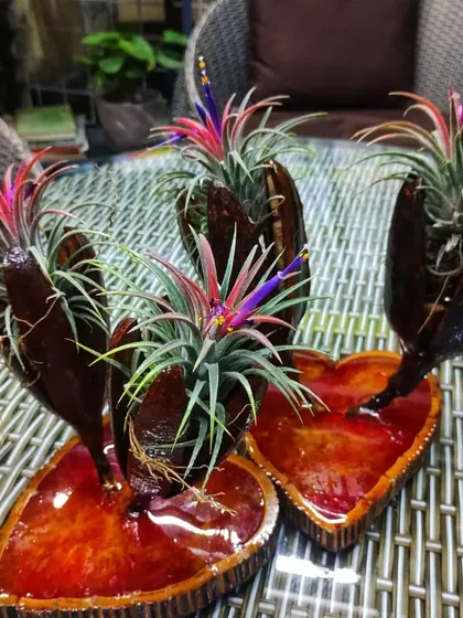 Elevate your gifting game with these soil-free Air Plants (Tillandsias) arranged on a heart-shaped wooden base. They are low-maintenance and incredibly unique.