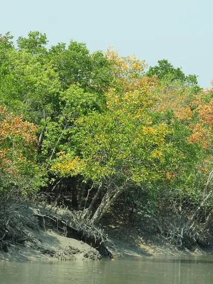 The unique mangrove ecosystem of the Sundarbans, a vital tiger habitat. The trees with their exposed roots stand at the edge of the tidal mudflats, home to the royal Bengal tiger.