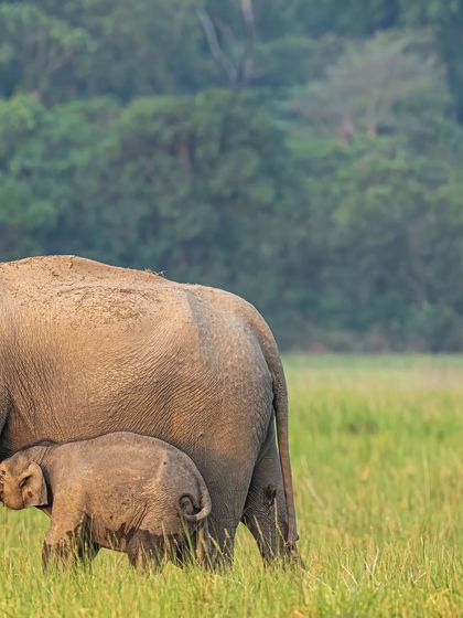 A baby elephant suckling, a tender and vital moment that highlights the strong mother-calf bond.