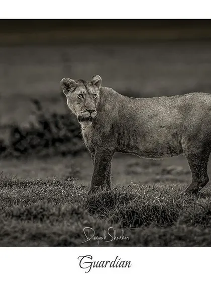Guardian. This titled print celebrates the strength and determination of the lioness, the true backbone of the pride.