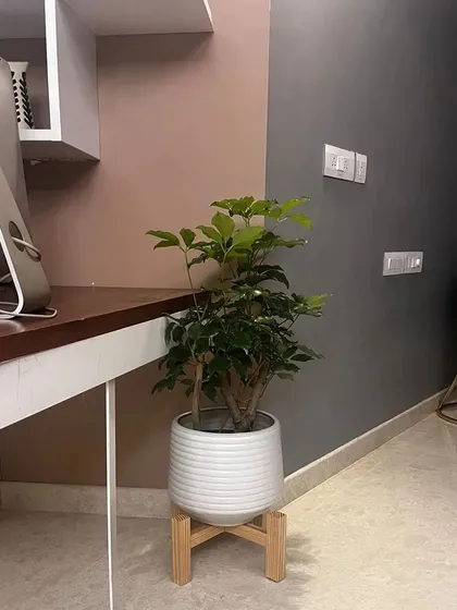 A simple, elegant planter stand built by a student, now in its natural habitat. It's a perfect example of how a handmade item can elevate your home decor.