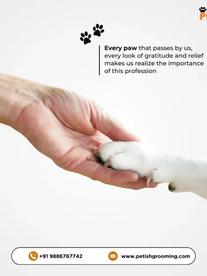 Petish Grooming - Mobile Grooming for Dogs & Cats A Day in the Life at Petish photo 9