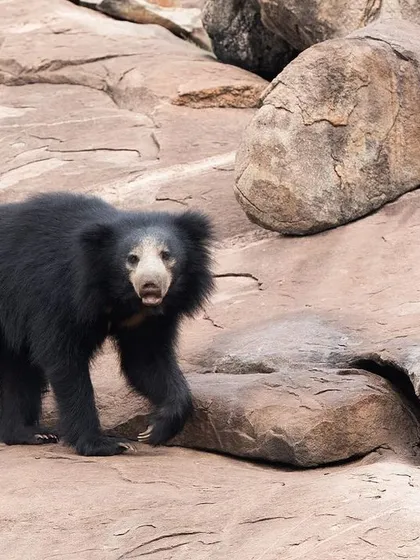 A young Sloth Bear cub explores its rocky environment, its expression a mixture of curiosity and caution.