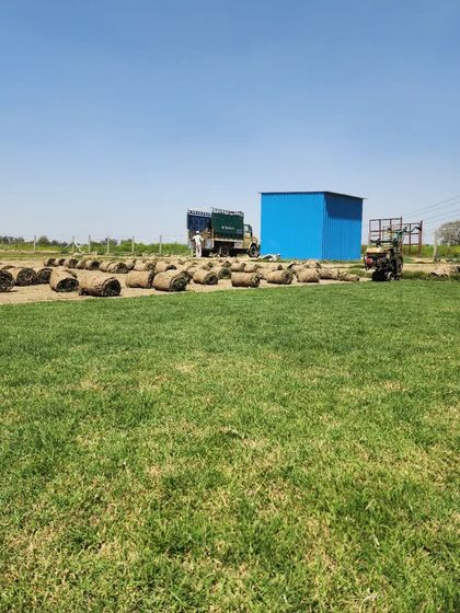 Delhi Gardner - Wholesale Plant & Turf Supply Natural Grass Turf: From Our Farm to Your Project photo 54