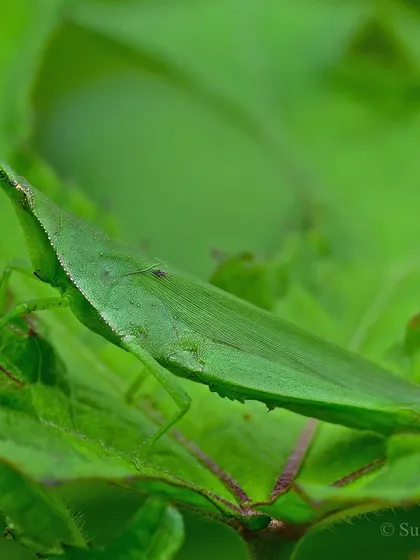A long-headed grasshopper blends seamlessly with a leaf. Their variety of shapes and sizes is a testament to the incredible diversity within the insect world.