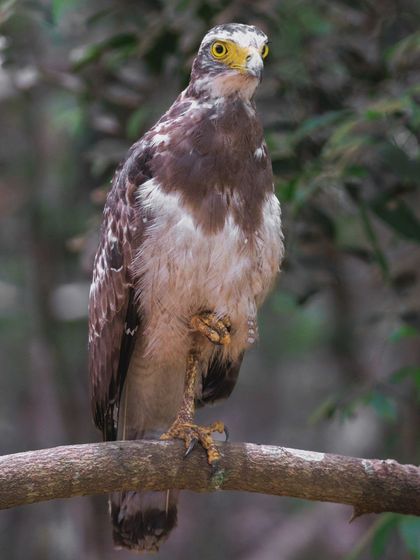 A juvenile Changeable Hawk-Eagle, distinguished by its paler plumage. Young raptors like this one spend months learning to hunt and survive under the watchful eyes of their parents.
