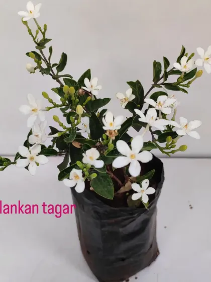 A Srilankan Tagar plant, a variety of Crepe Jasmine, with its beautiful white pinwheel flowers.