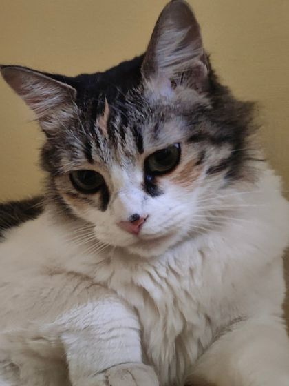 Sammy's Nest - Home Boarding for Small Pets Happy Cats: Our Boarding Guests photo 38