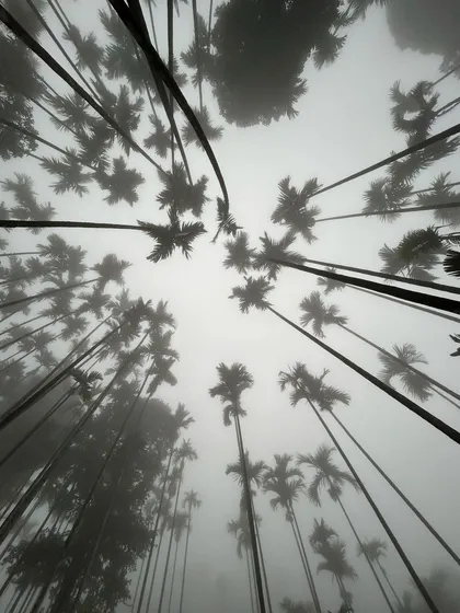 A worm's-eye view of tall, misty trees, creating a dramatic and atmospheric shot.