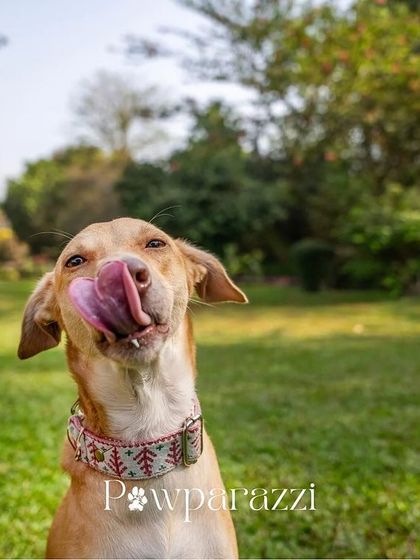 Pawparazzi By Prathima - Pet Milestone Photography Adopted & Rescued Stories photo 19