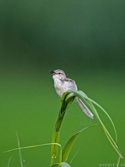 A Plain Prinia singing its morning song, perched on a blade of grass.