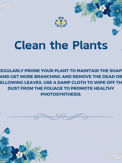 Spring is a great time for a clean-up. We regularly prune plants to maintain their shape, remove any dead leaves, and wipe dust from the foliage to promote healthy photosynthesis.