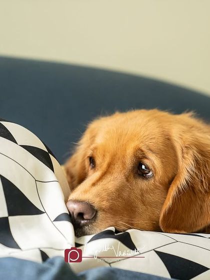 Pragalbh - Fine Art Pet Photography Family & Me photo 19