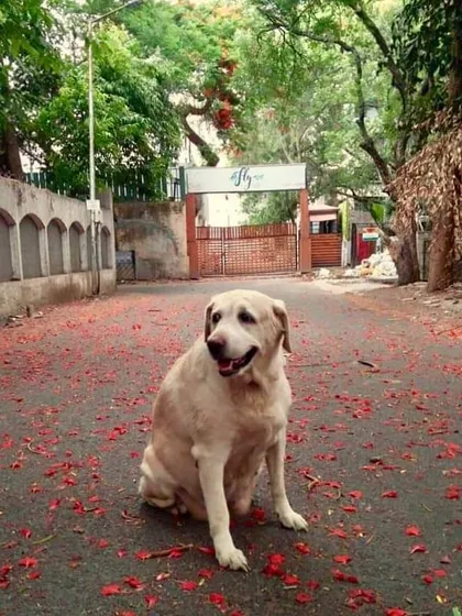 Whiskey has her rituals, like waiting for the first monsoon drizzle every year. She is not just my dog; she is my partner in crime and the official taste tester for everything that comes out of my kitchen.