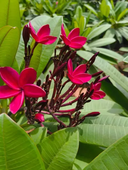 A close-up of a stunning dark red Champa variety.
