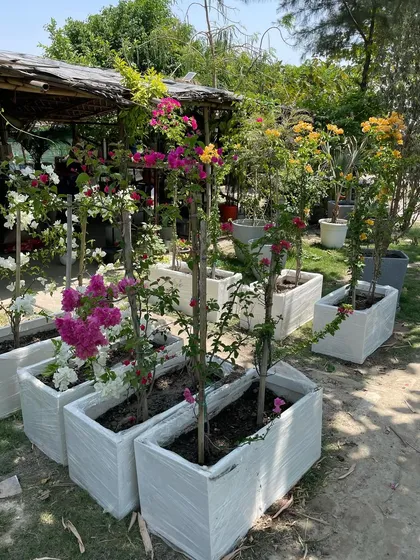 Bougainvillea trees being prepared in our white FRP planter boxes, ready to be delivered to a client.