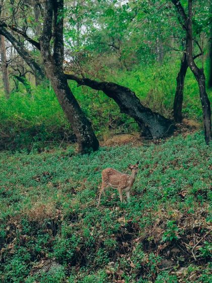 Puneeth - Cinematography for Film & Digital Media Wildlife & The Western Ghats photo 28