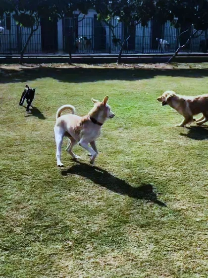 A Golden Retriever, a French Bulldog, and an Indie all sharing the lawn, running and playing.