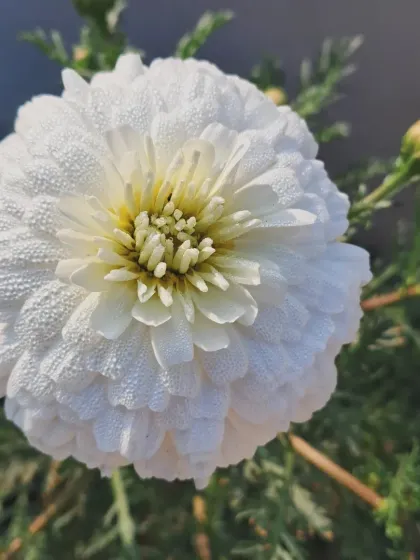 Bhardwaj - Urban Gardening Consultation A Riot of Colorful Flowers photo 123