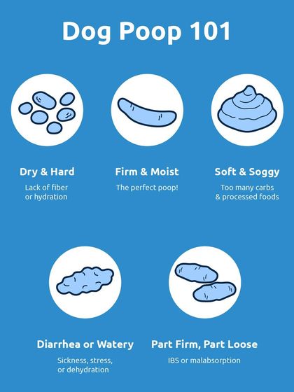 This guide to dog poop consistency helps you understand your dog's digestive health. From dry and hard (needs more fiber) to firm and moist (the perfect poop), this is information every parent needs.