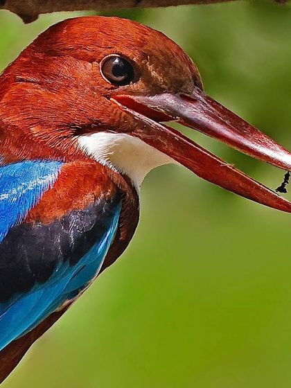 A close-up of a White-breasted Kingfisher with a tiny insect at the tip of its large beak. The shot highlights the power and precision of this common yet beautiful predator.