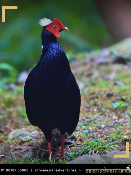 The Swinhoe's Pheasant, another of Taiwan's stunning endemic pheasants, is a key species we target on our birding tours. Its deep blue plumage is a magnificent sight.