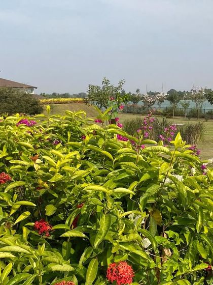 More of our beautiful summer blooms. We cultivate a variety of flowering plants that not only add to the beauty but also attract birds and butterflies, enhancing the connection to nature.