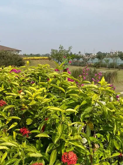 More of our beautiful summer blooms. We cultivate a variety of flowering plants that not only add to the beauty but also attract birds and butterflies, enhancing the connection to nature.