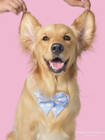 Can you even handle this level of cuteness? Sometimes a simple, playful studio portrait with a pop of color is all you need. This "dumbo ears" shot is a perfect example of the fun and adorable images we can create together.