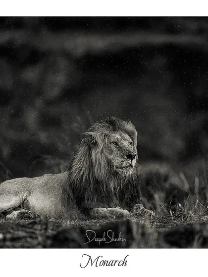 These images further explore the lives of Africa's big cats, from quiet portraits and family interactions to the drama of the hunt. Each one is a piece of the larger narrative we build on safari.