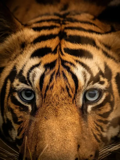 This is the kind of intense, soul-stirring moment we strive for on my big cat expeditions. Making eye contact with a tiger is a lesson in respect and confidence. Here, I used a Nikon Z9 with a 400mm lens to capture the stunning detail of this cat's blue eyes, a rare and mesmerizing trait.