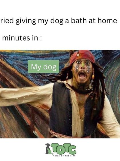 Tails of the City - Pet Grooming Tips for Pet Parents photo 16