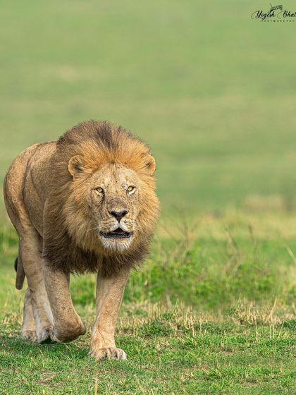 Face to face with the king. A vertical composition perfectly captures the power and presence of this lion. My camera's advanced eye-tracking locks onto his eyes, creating an intense visual connection that defines the portrait.