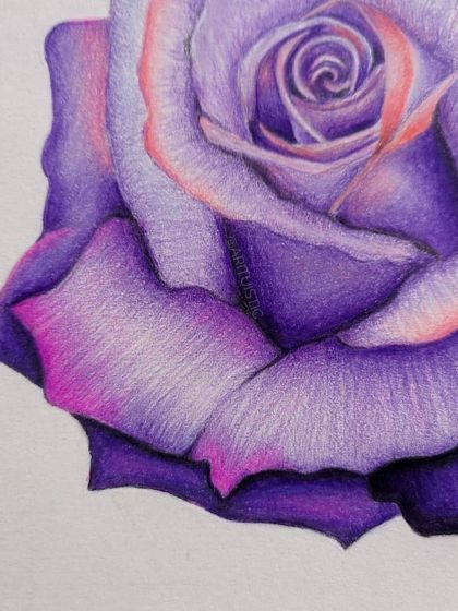 A detail shot of the outer petals of the purple rose, highlighting the soft pink edges and deep purple shadows.