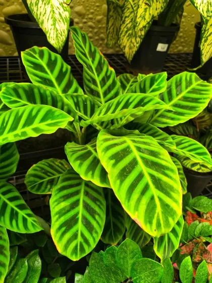 A close-up of the Calathea Zebrina, also known as the Zebra Plant, for its striking striped leaves. It adds a touch of the exotic to any indoor jungle.