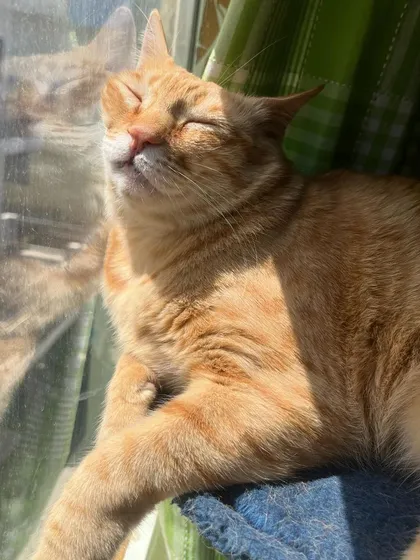 That happy, sun-drenched smile says it all. This is my girl, Yoda.