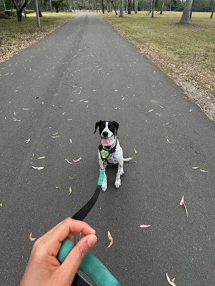 This is the dream for so many of us: a peaceful, enjoyable walk with our dog. This is Missy, one of three dogs I worked with all the way in Sydney, Australia. We tackled complex issues like territorial aggression and leash manners entirely online, and today, her family enjoys walks together as a pack.